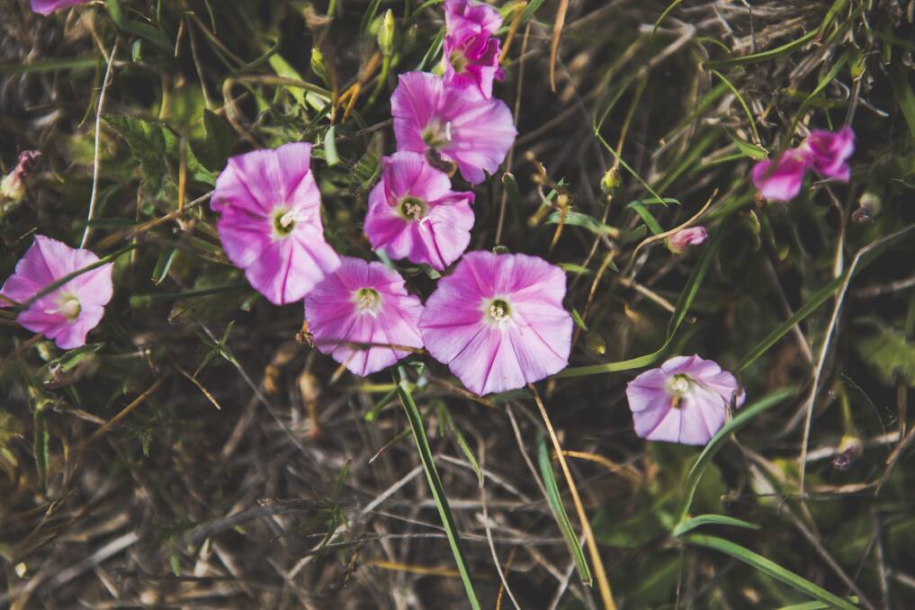 It is peak wildflower season in Canberra. Species: Convolvulus erubescens, commonly known as Australian bindweed at the Mulanggari grasslands. Photo: Jamila Toderas
