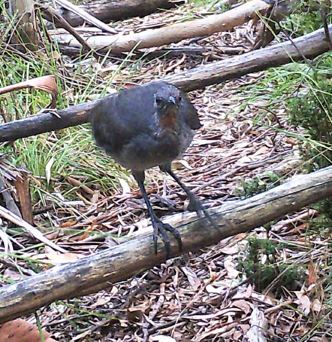 An inquisitive lyrebird triggers Dave Reid's trail camera near Corin Forest. Photo: Dave Reid