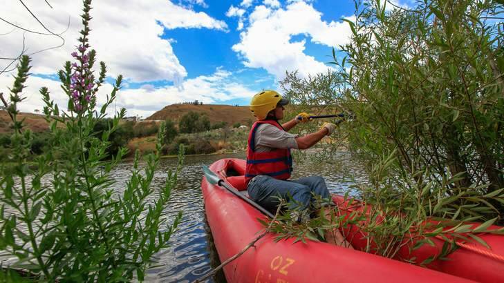 The NSW Government is providing an additional $10,400 to a project called the Upper Murrumbidgee Demonstration Reach, which controls willow trees along 45 kilometres of the Upper Murrumbidgee. Trimming the willow trees from her canoe, Anthea Brademann, facilitator of the upper Murrumbidgee demonstration reach. Photo: Katherine Griffiths