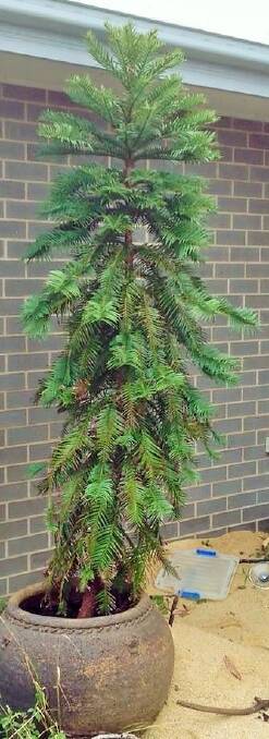 Cassandra Walker's 2.1m tall Wollemi pine. Do you have a taller one? Photo: Cassandra Walker