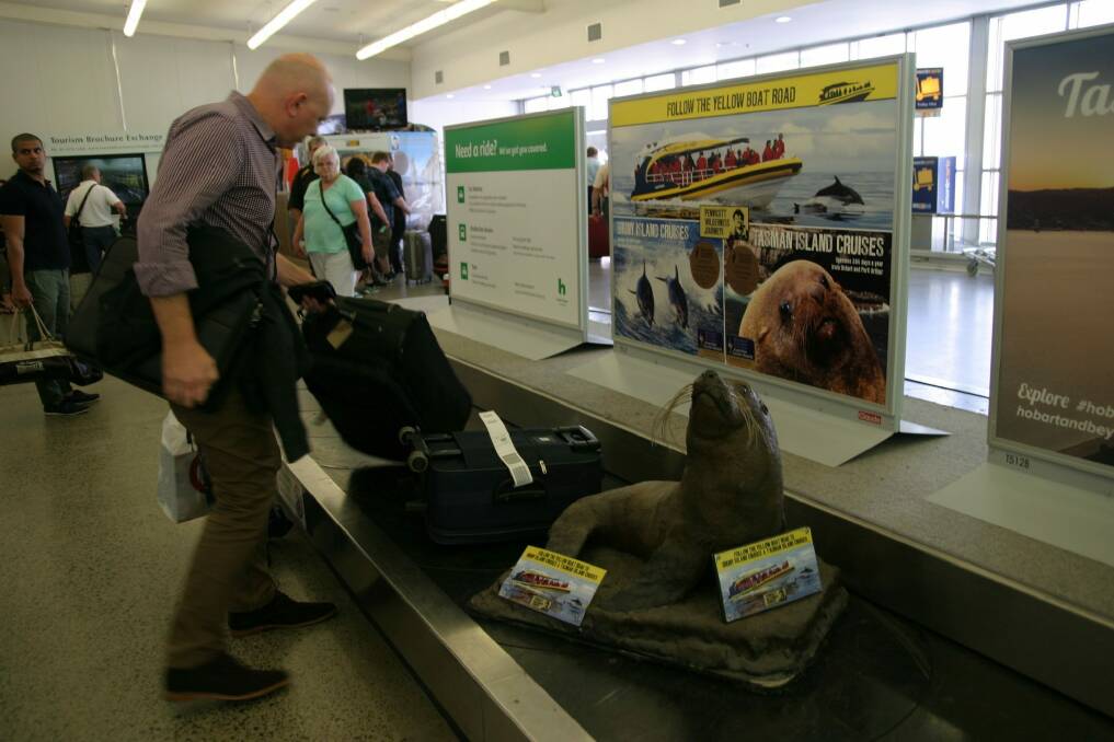Popular, bewhiskered seal, Hobart airport baggage carousel.  Photo: Dennis Green