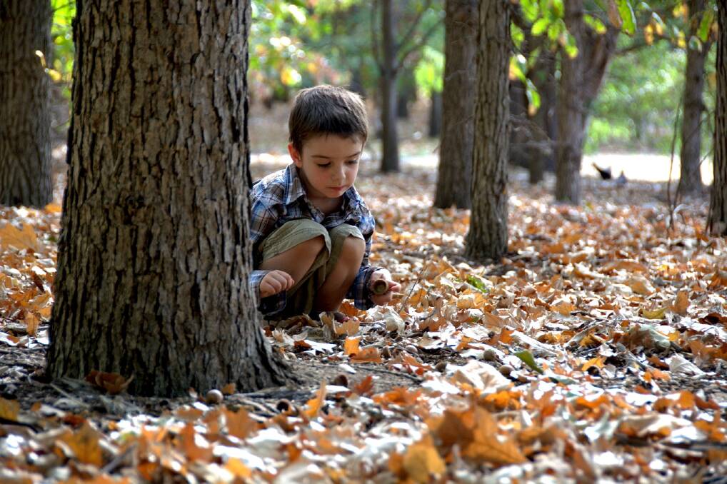 Marta Yebra captured her son, Luca Darrido, as he scoured the fallen leaves for bugs and nuts.  Photo: Marta Yebra