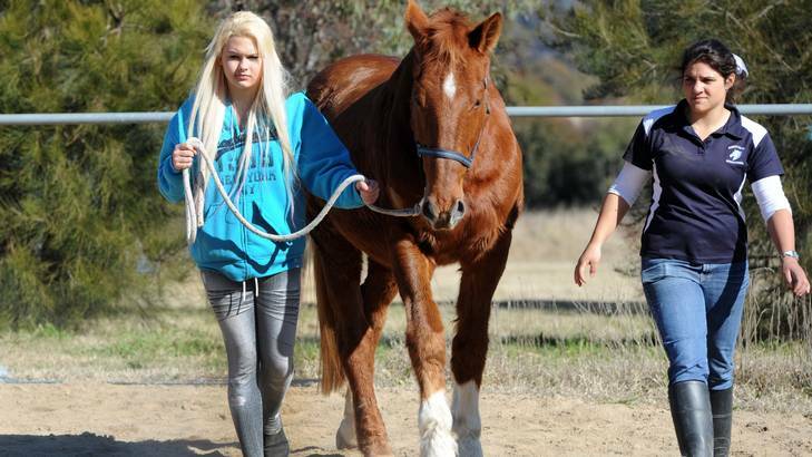 At the Lions Youth Haven facility in Kambah, troubled youths are introduced to working with horses as a way of gaining confidence and trust. Telopea Park School student, Evie Pye-Harris, 14, leads "Nick" around the equestrian arena under the watchful eye of helper, Kayla Agostina. Photo: Graham Tidy
