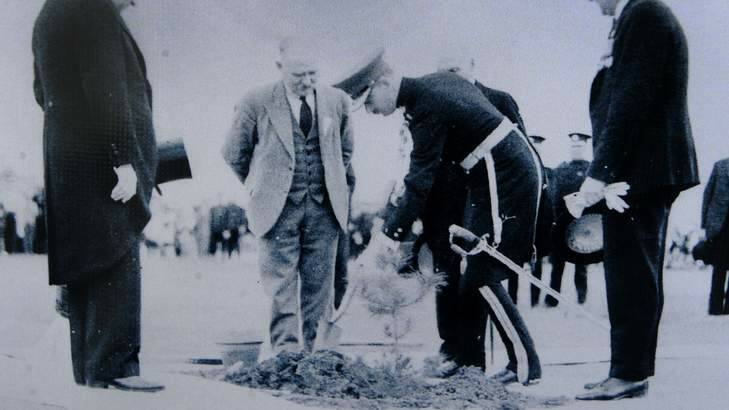 Lone Pine tree being planted at the War Memorial by the Duke Of Gloucester in 1934. It was cultivated from the pine cone sent from Gallipoli by Lance Corporal Benjamin Smith. Photo: Supplied