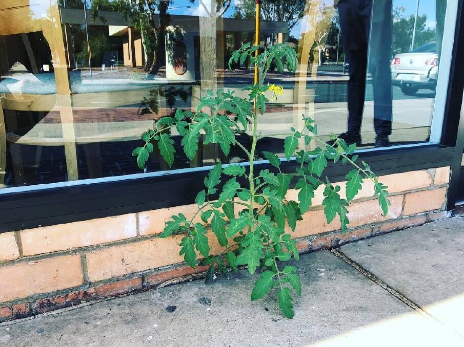 Tom the Tomato plant out the front of Olive at Hawker Restaurant at the Hawker shops. Photo: Supplied