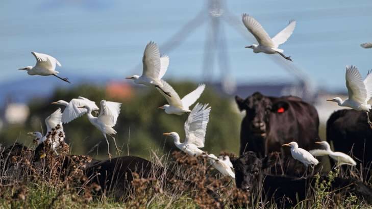 Cattle egrets make themselves at home in the Jerrabomberra Wetlands. Photo: Geoffrey Dabb