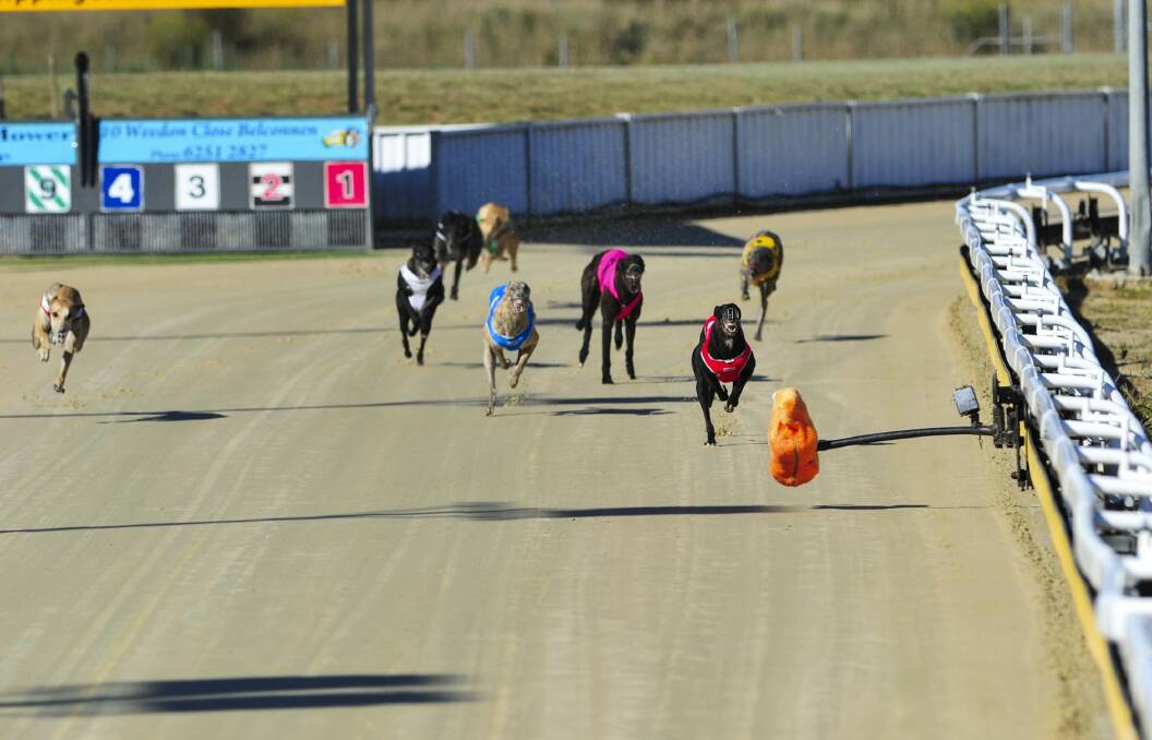 Greyhounds compete at the Canberra Greyhound Racing Club on Sunday. Photo: Melissa Adams