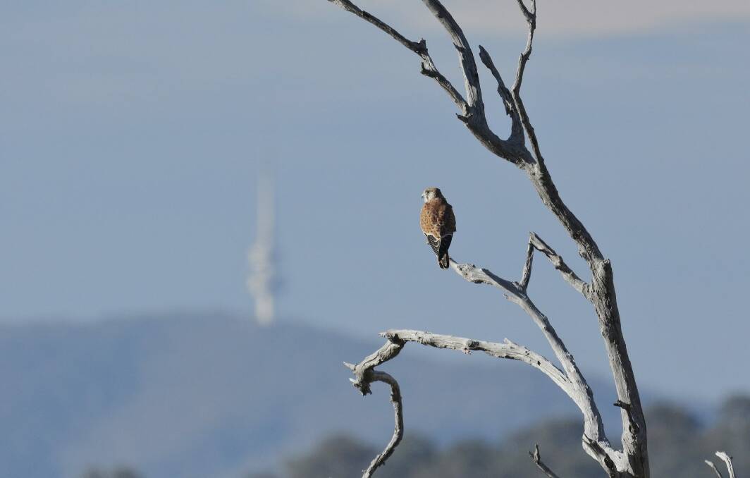 Glenn Pure snapped this Nankeen Kestrel gazing out over Urambi Hill Reserve and Black Mountain Tower. He said: "The late afternoon light reminded me of the shortening days as the seasons change and winter approaches." Photo: Glenn Pure