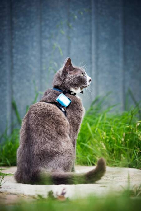 The cats wear the GPS unit, which is about the size of a matchbook, on a harness provided by the research team. Photo: DiscoveryCircle.org.au 