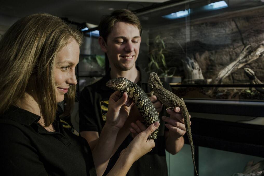 Emma and Luke Dunn have started Canberra's first licenced snake and reptile removal and relocation service. Photo: Jamila Toderas
