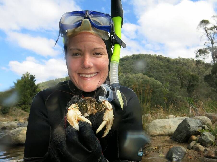 Mae Noble holds a rare Murray crayfish uncovered in an alpine stream south-east of Tumut. Photo: Supplied