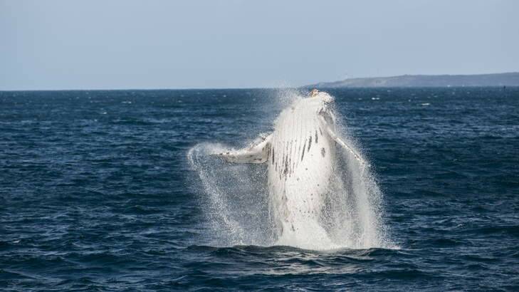 A breaching Humpback Whale. Photo: Rohan Thomson