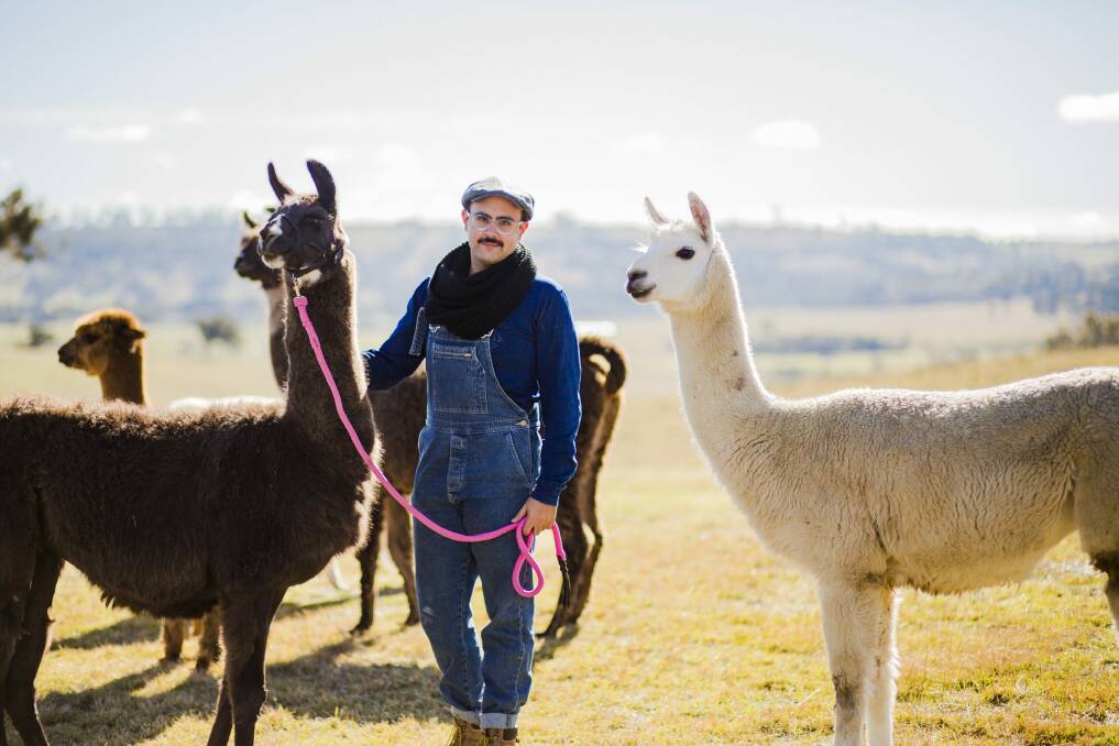 23-year-old Mark Ayyad is hoping to start his own llama farm at Tarlo.

 Photo: Jamila Toderas