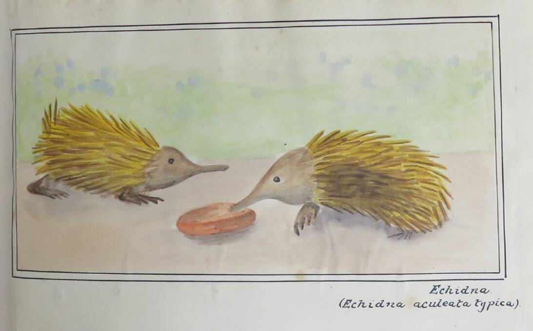 George Jefferis' painting of ACT echidnas in his and John Whelen's Historical Documentation of Canberra, now  part of the ACT Heritage Register. Photo: George Jefferis