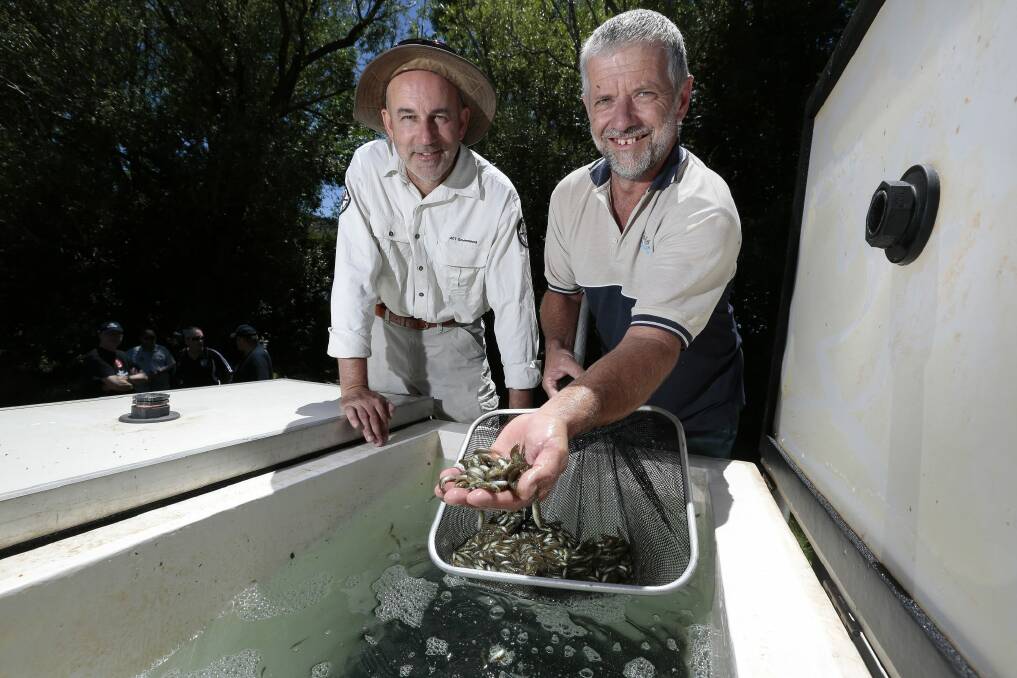 Small fry: ACT Environment and Planning Directorate aquatic ecologist Mark Jekabsons and Ian Charles from Silverwater Native Fish inspect some of the 68,000 fingerlings to be released into Lake Burley Griffin and Lake Ginninderra.  Photo: Jeffrey Chan