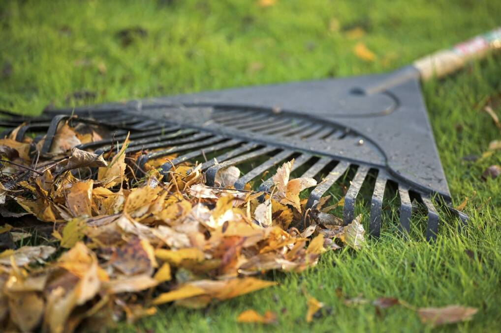 Time to rake the winter leaves. Photo: iStock