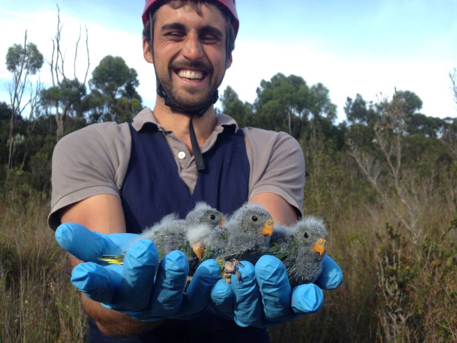 Dr Dejan Stojanovic out in the field in Tasmania with young orange-bellied parrots. Photo: Henry Cook, ANU