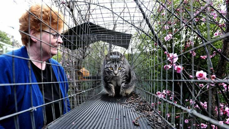 Jill Kurr with her cat Ashley and a modular enclosure at their home in Holder. Photo: Melissa Adams