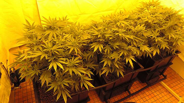 The cannabis recovered from a Kambah home.