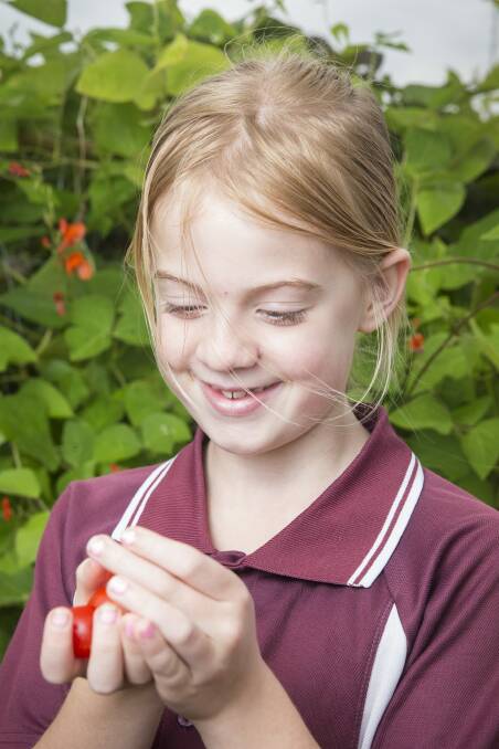 Year 3 student Rose Carpenter picks a tomato in the school garden as part of the new food and drink policy for ACT public schools. Photo: Matt Bedford