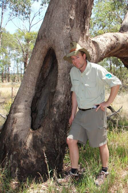 Tim the Yowie Man checks out a scar tree in the bush at Redlands Reserve. Photo: Dave Moore