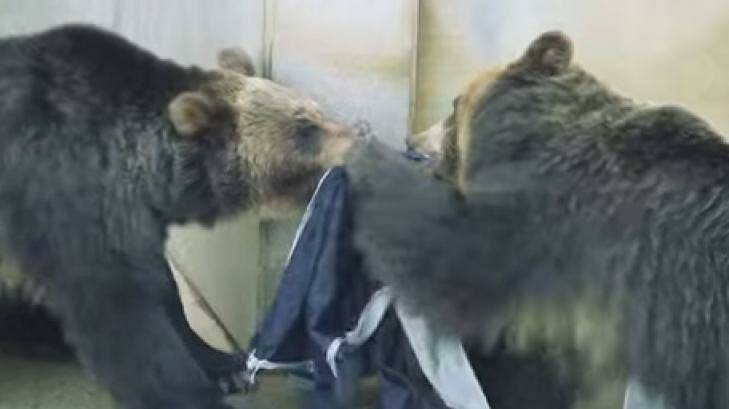 A pair of jeans "designed" by these bears have sold at auction for more than $500. Photo: YouTube