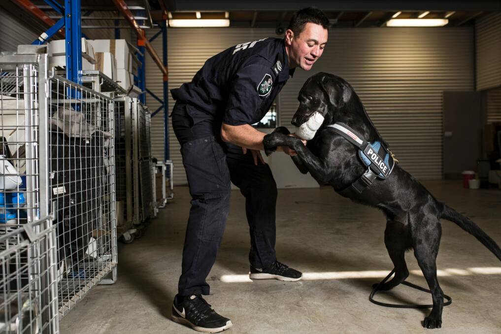 Airport currency and detection dog, Albie, 2, with AFP national canine Senior Constable Craig Manning. Albie getting rewarded for finding the scented 'toy'.  Photo: Jamila Toderas