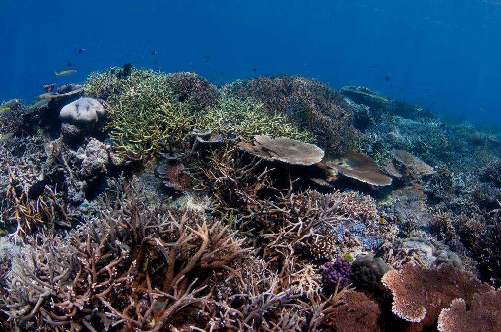 A Senate estimates hearing has been told the Abbott government has spent $100,000 to lobby against UNESCO listing the Great Barrier Reef as in danger. Photo: Ed Roberts