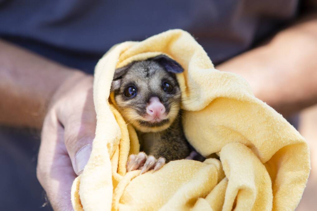ACT Wildlife has received funding and resource from the ACT government. Photo: Jamila Toderas