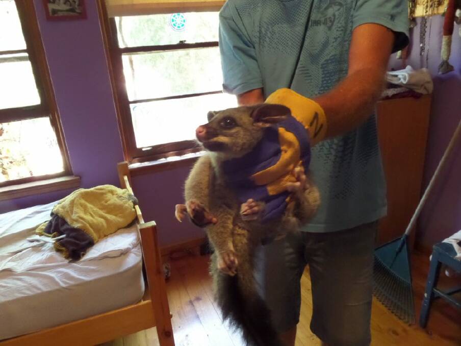 A possum caught in a Canberra bedroom. Photo: Supplied