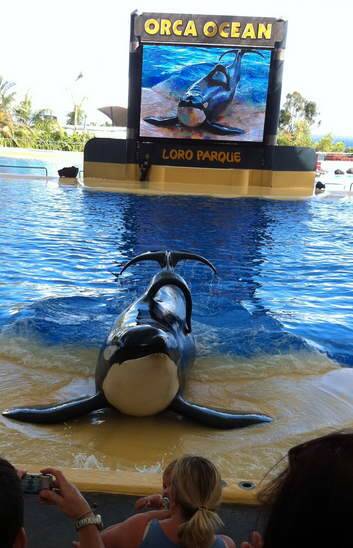 A still from the documentary Blackfish. Photo: Supplied