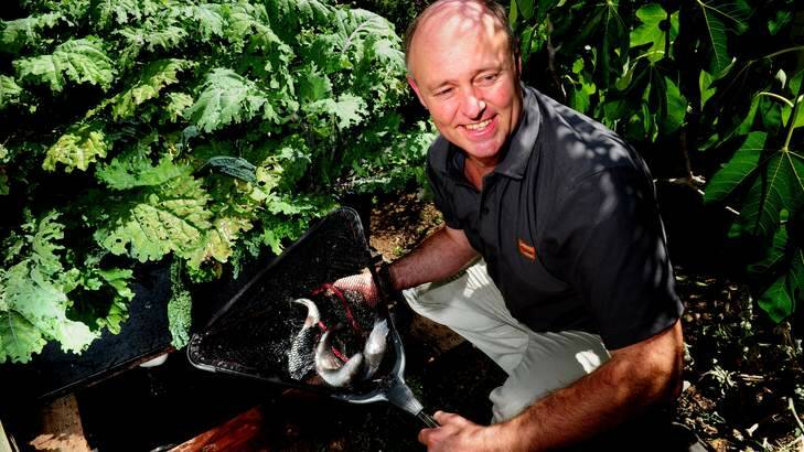 Ricky Somerville of Wanniassa, Canberra with his aquaponics which includes fish and vegetables. Photo: Melissa Adams