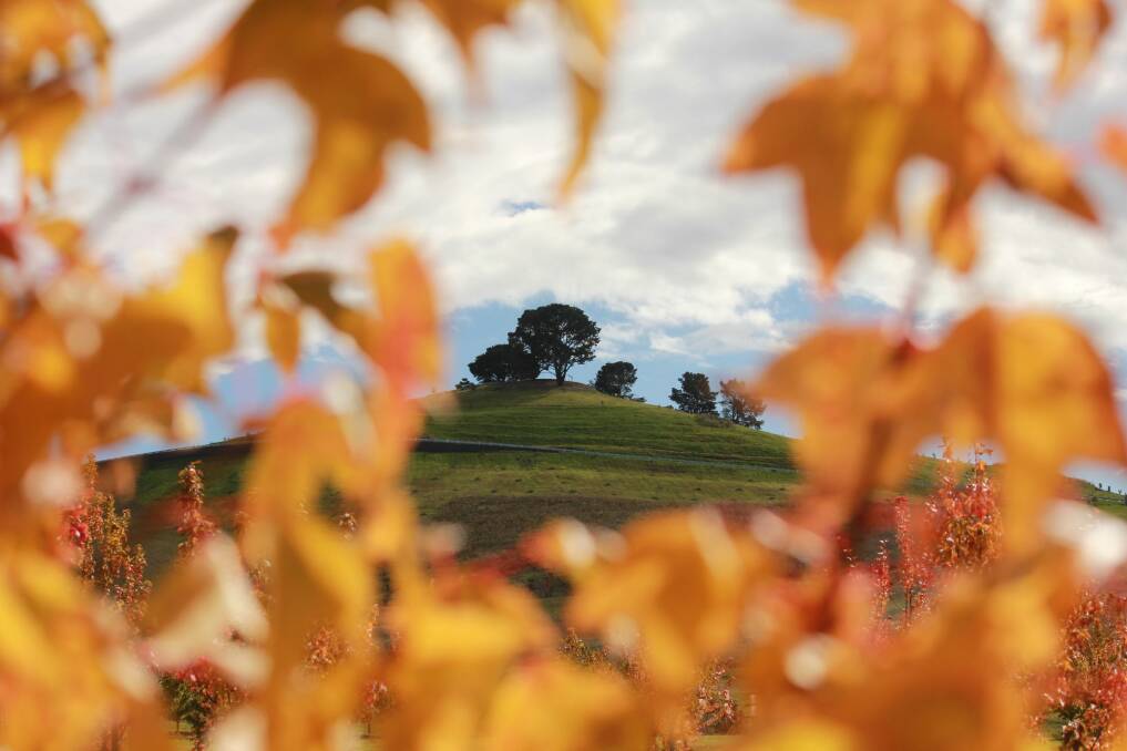Looking towards Dairy Farmers Hill from among the Chinese trident maples at the National Arboretum Canberra. Photo: Adam Burgess