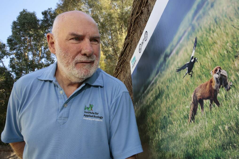 Biologist Dr Mike Braysher checks outs a photo of a fox by Roger Williams at the Jerrabomberra wetlands. Photo: Jeffrey Chan