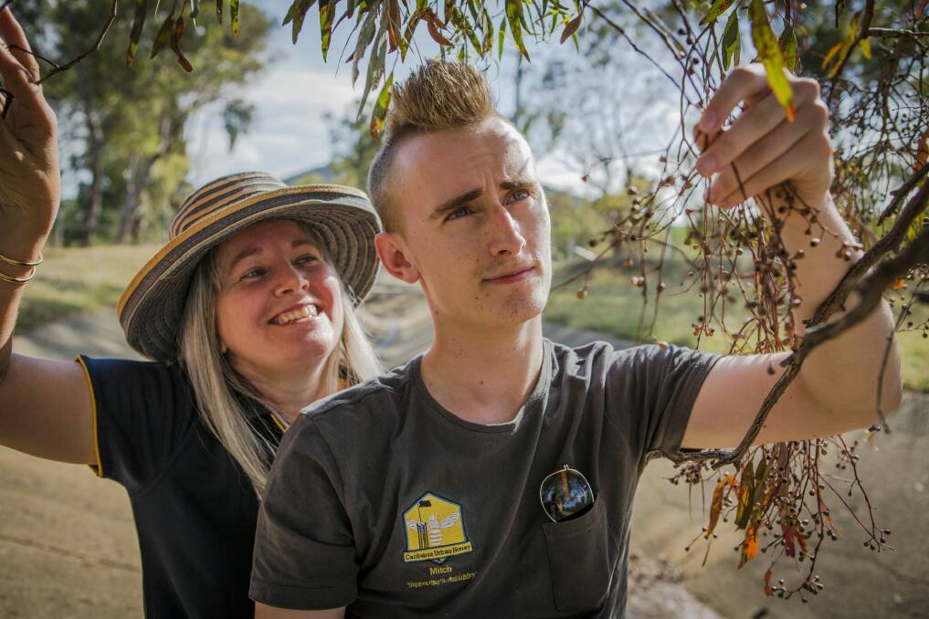 Urban Honey apiarists Carmen and Mitchell Pearce check spent blooms on a yellow box melliodora in Ainslie. Photo: Jamila Toderas