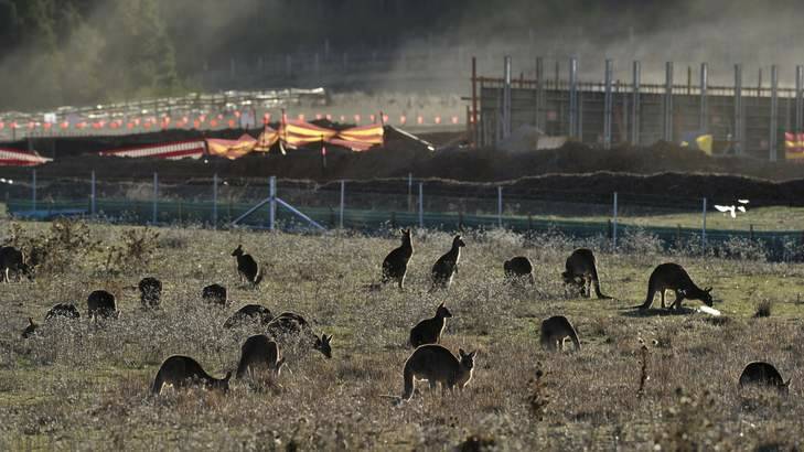 A mob of Kangaroos near Mount Majura. Photo: Jay Cronan