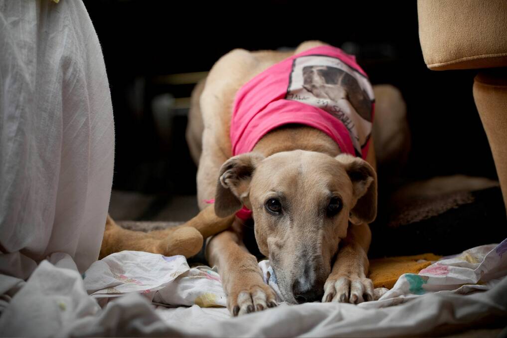 Rescued greyhound Till. Chief Minister Andrew Barr has described any ban reversal as "disappointing" and concerning.  Photo: Arsineh Houspian