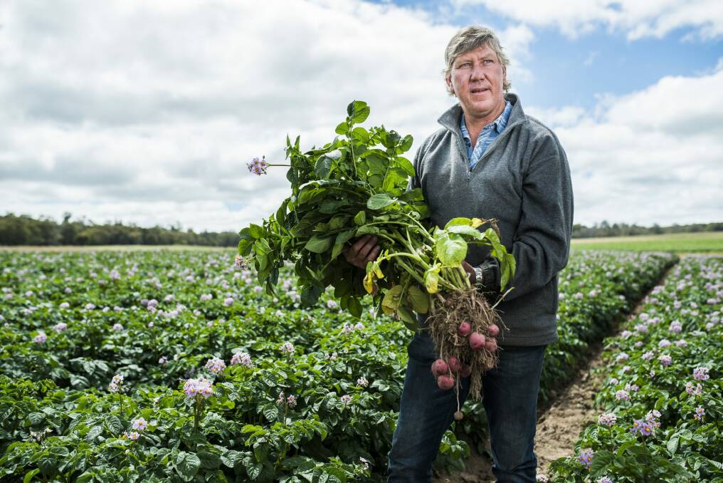 Potato farmer Matthew Gay in his seed potato crop near Crookwell. 

Photo: Rohan Thomson
The Canberra Times Photo: Rohan Thomson