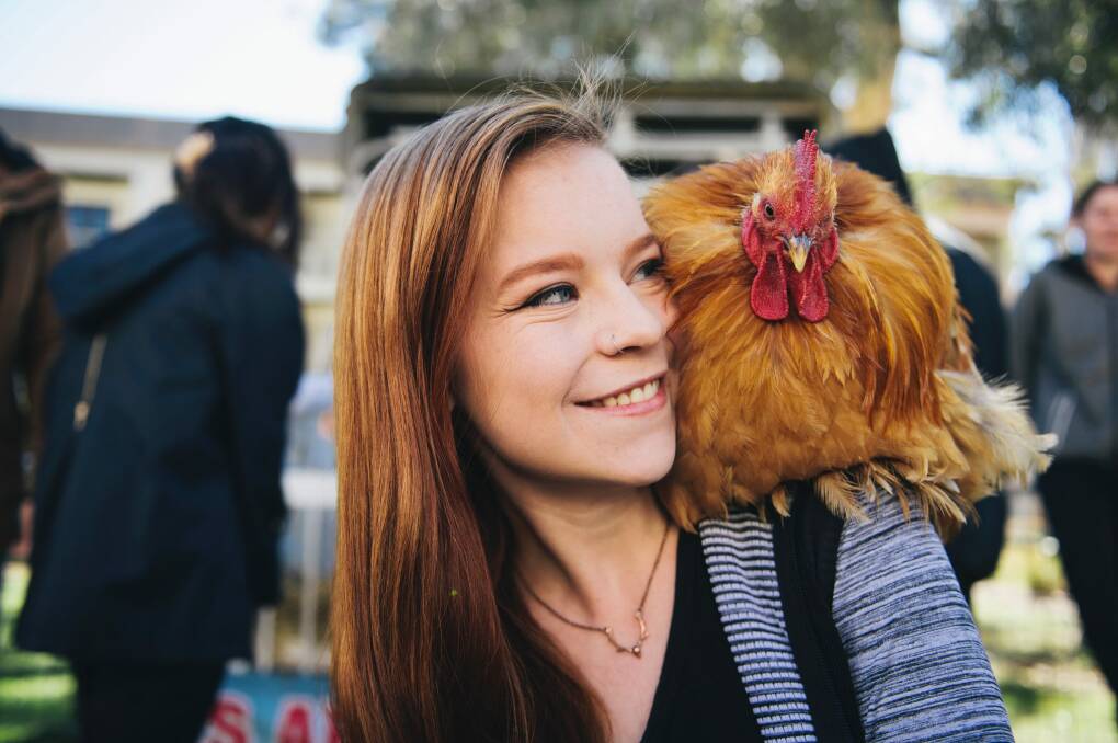 UC secondary education and arts student Kaitlyn Gillies enjoys the petting zoo as part of Stress Less Week ahead of exams at UC. Photo: Rohan Thomson