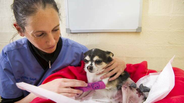 Precious Pooch: Mick the chihuahua has cost his owner $5000 this year after his leg was broken by a bigger dog. Photo: Rohan Thomson