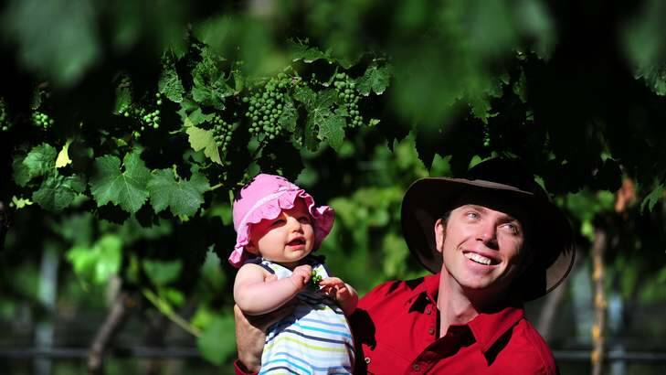 VINE GENES: Eloise Collingwood, 7 months, and her father John Collingwood look at grapes at Four Winds Vineyard, Murrumbateman. Photo: Karleen Minney