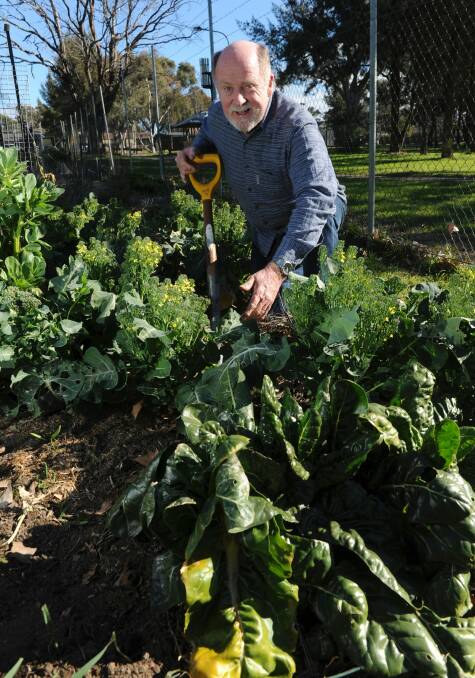 Neville Jackson in his organic plot working among broccoli, garlic and broad beans. Photo: Graham Tidy