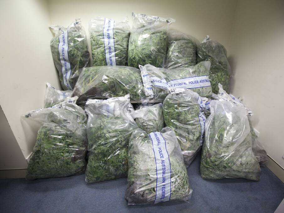A cannabis crop seized from a Kaleen grow house as part of Operation Armscote. Photo: ACT Policing