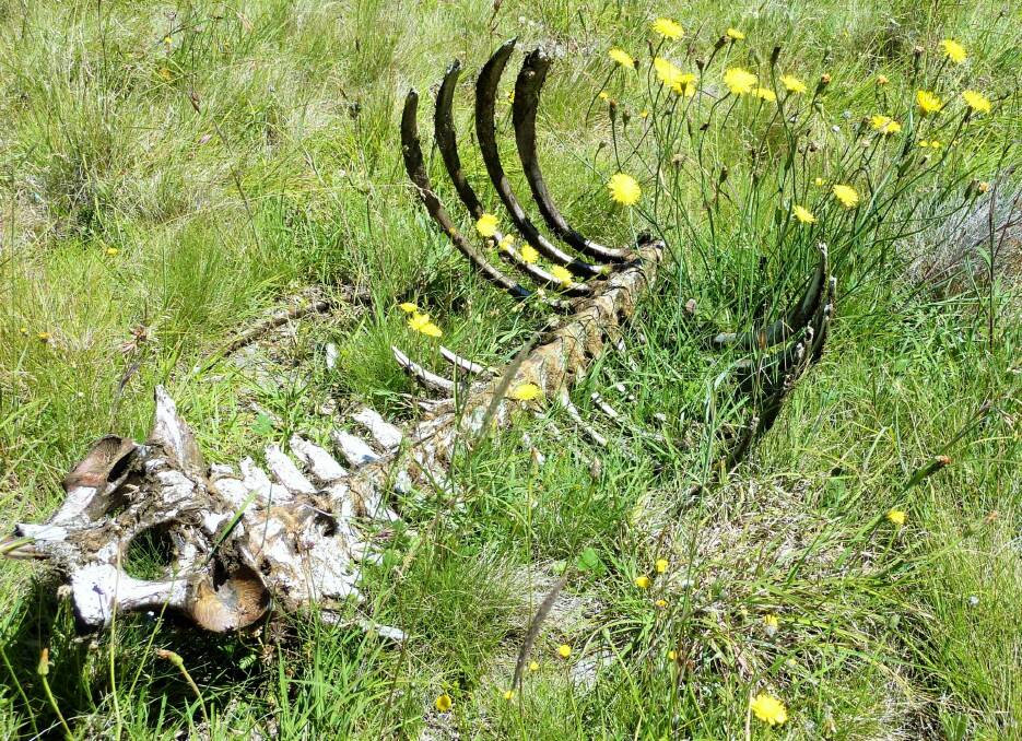 A brumby carcass near Francis Dunn's remote grave in northern Kosciuszko National Park. Photo: Supplied
