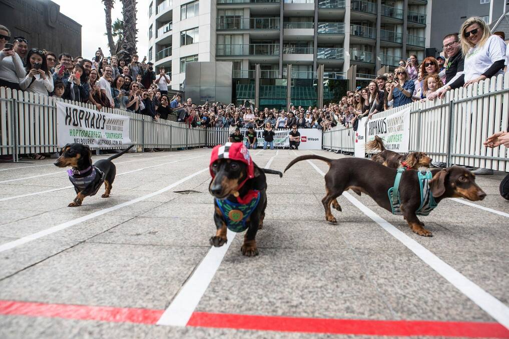 On your marks: Dachshund racing will form part of the 2016 Christmas In The City celebrations. Photo: Meredith O'Shea