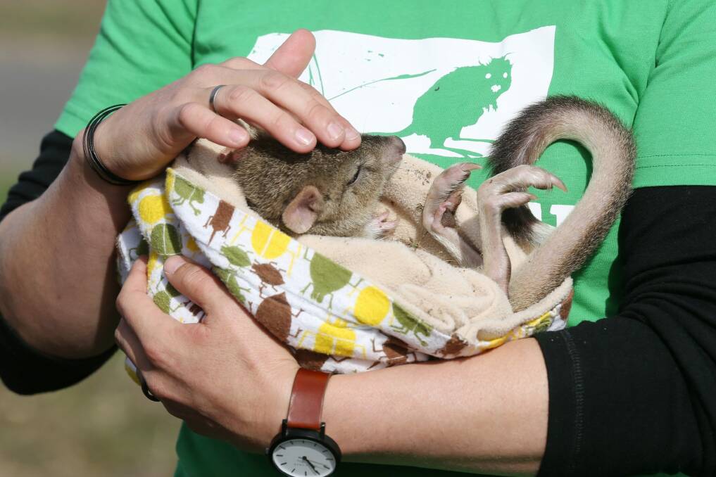 Environment and Energy Minister Josh Frydenberg met Berry the Bettong at Mulligans Flat Wooland Sanctuary in Canberra on Monday. Photo: Andrew Meares