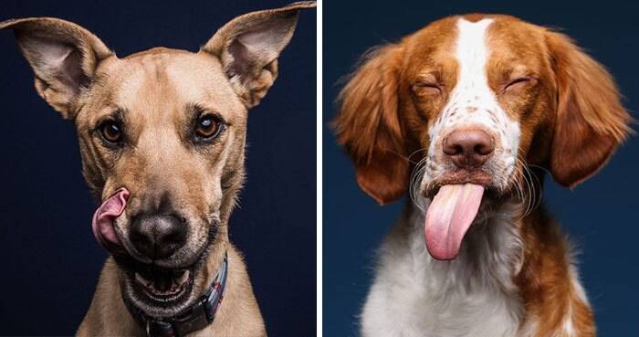 Two of Greg Murray's photographs of dogs wondering what they think of peanut butter. Photo: Greg Murray