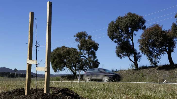 Trees planted along Canberra Avenue, as part of a gift from Canberra to Queanbeyan to celebrate the 175th birthday of Queanbeyan. Photo: Jeffrey Chan