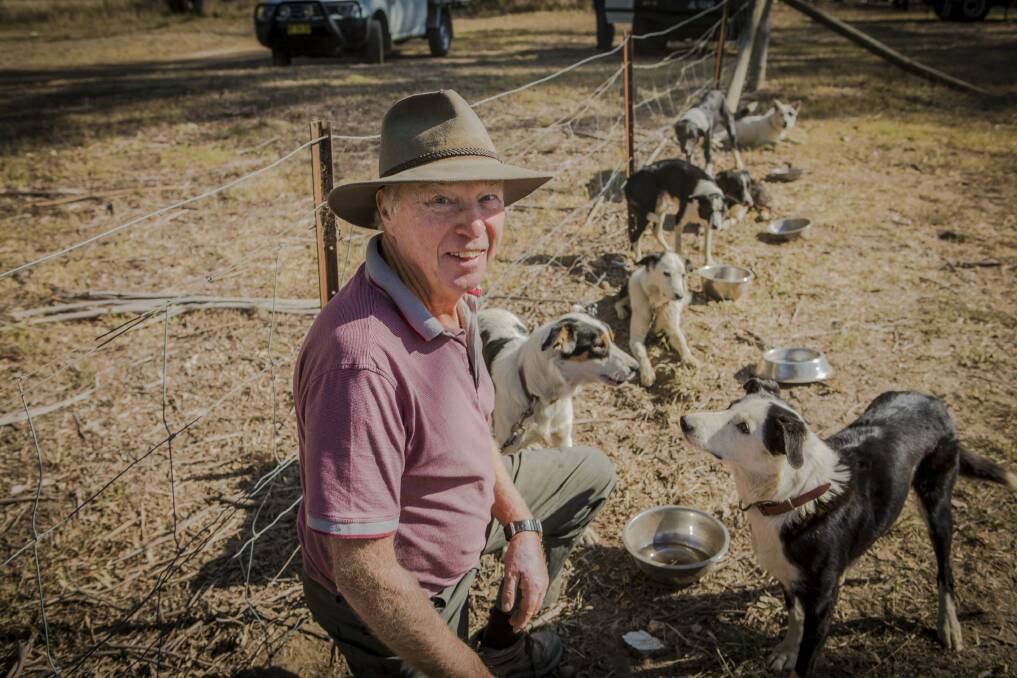 Peter Oxley, of Orange, with some of his dogs at the national sheep dog trials at Hall. Photo: Jamila Toderas