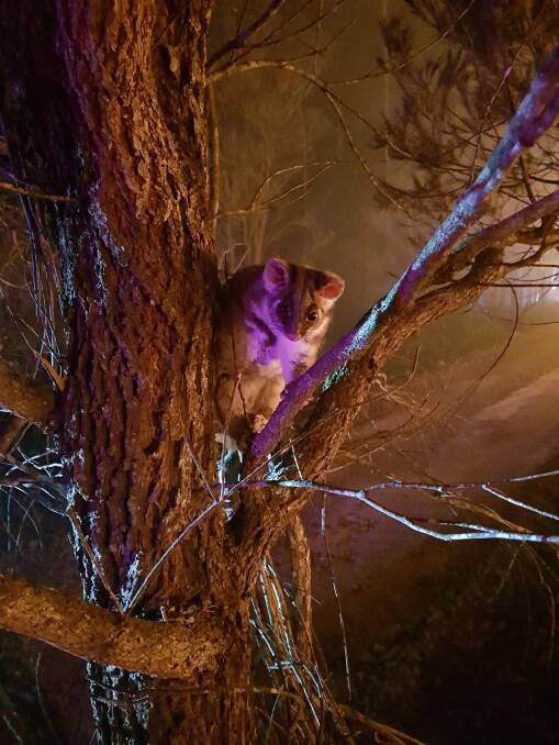 A ringtail possum was saved from a blaze near Braidwood on Saturday morning. Photo: Supplied/ ACT Parks and Conservation